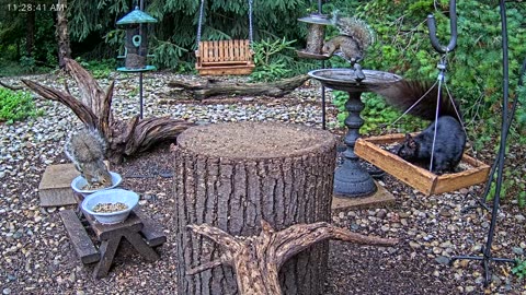 LIVE 24/7 Indiana Birds, Squirrels and Wildlife Feeder Cam