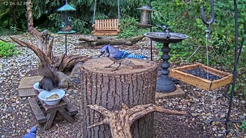 LIVE 24/7 Indiana Birds, Squirrels and Wildlife Feeder Cam