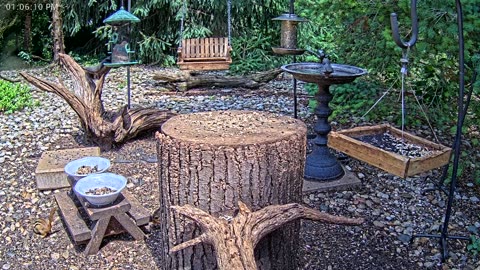 LIVE 24/7 Indiana Birds, Squirrels and Wildlife Feeder Cam