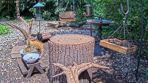LIVE 24/7 Indiana Birds, Squirrels and Wildlife Feeder Cam