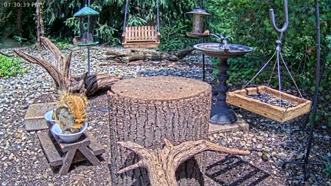 LIVE 24/7 Indiana Birds, Squirrels and Wildlife Feeder Cam
