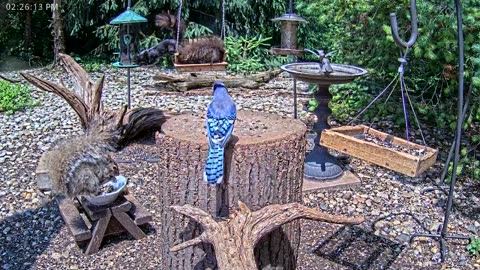 LIVE 24/7 Indiana Birds, Squirrels and Wildlife Feeder Cam
