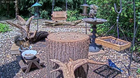 LIVE 24/7 Indiana Birds, Squirrels and Wildlife Feeder Cam