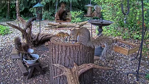 LIVE 24/7 Indiana Birds, Squirrels and Wildlife Feeder Cam
