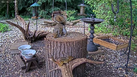 LIVE 24/7 Indiana Birds, Squirrels and Wildlife Feeder Cam