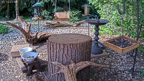 LIVE 24/7 Indiana Birds, Squirrels and Wildlife Feeder Cam