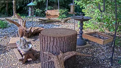 LIVE 24/7 Indiana Birds, Squirrels and Wildlife Feeder Cam