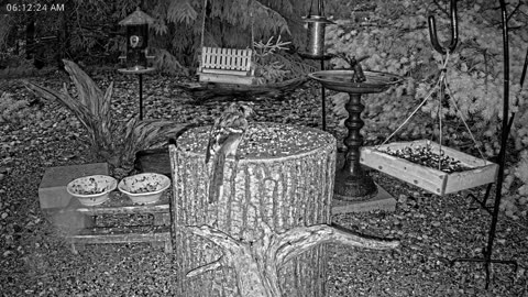LIVE 24/7 Indiana Birds, Squirrels and Wildlife Feeder Cam