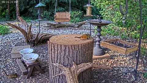 LIVE 24/7 Indiana Birds, Squirrels and Wildlife Feeder Cam
