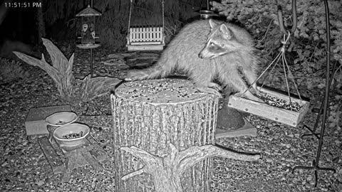 LIVE 24/7 Indiana Birds, Squirrels and Wildlife Feeder Cam