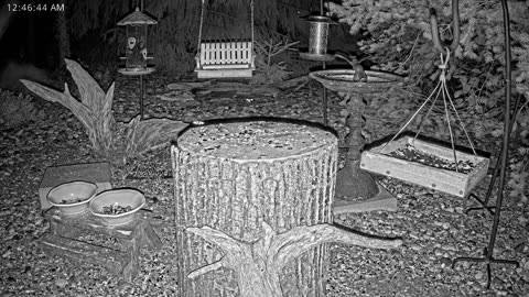 LIVE 24/7 Indiana Birds, Squirrels and Wildlife Feeder Cam