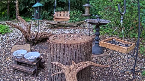 LIVE 24/7 Indiana Birds, Squirrels and Wildlife Feeder Cam