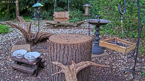 LIVE 24/7 Indiana Birds, Squirrels and Wildlife Feeder Cam