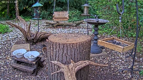 LIVE 24/7 Indiana Birds, Squirrels and Wildlife Feeder Cam