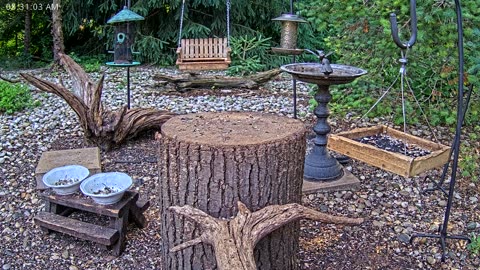 LIVE 24/7 Indiana Birds, Squirrels and Wildlife Feeder Cam