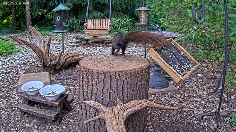 LIVE 24/7 Indiana Birds, Squirrels and Wildlife Feeder Cam