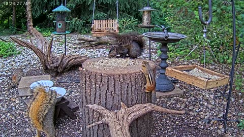 LIVE 24/7 Indiana Birds, Squirrels and Wildlife Feeder Cam