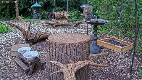LIVE 24/7 Indiana Birds, Squirrels and Wildlife Feeder Cam