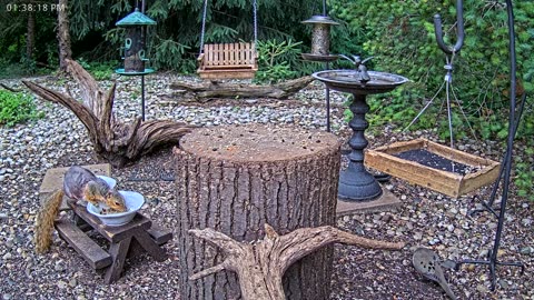 LIVE 24/7 Indiana Birds, Squirrels and Wildlife Feeder Cam
