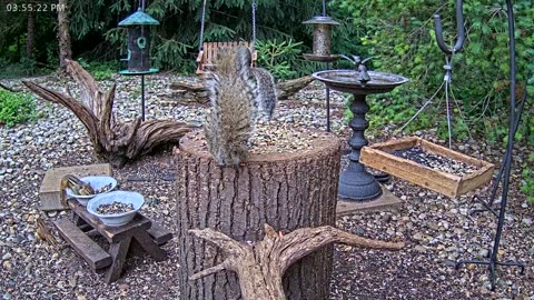 LIVE 24/7 Indiana Birds, Squirrels and Wildlife Feeder Cam