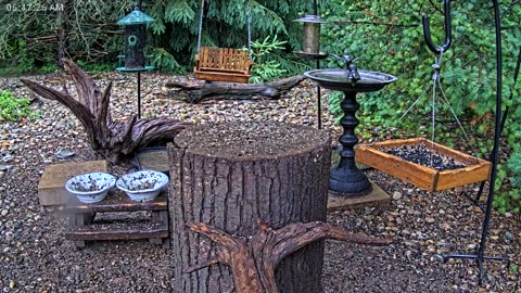 LIVE 24/7 Indiana Birds, Squirrels and Wildlife Feeder Cam
