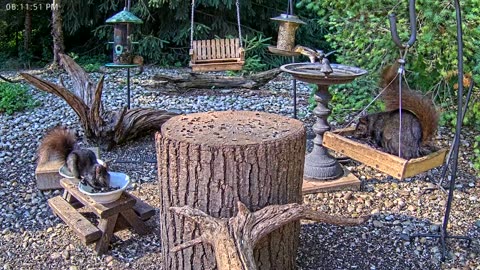 LIVE 24/7 Indiana Birds, Squirrels and Wildlife Feeder Cam