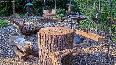 LIVE 24/7 Indiana Birds, Squirrels and Wildlife Feeder Cam