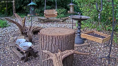 LIVE 24/7 Indiana Birds, Squirrels and Wildlife Feeder Cam