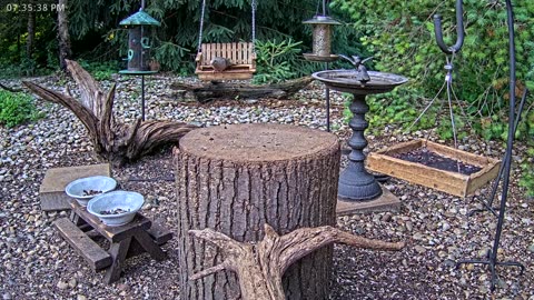 LIVE 24/7 Indiana Birds, Squirrels and Wildlife Feeder Cam