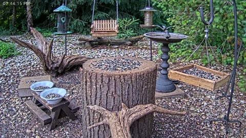 LIVE 24/7 Indiana Birds, Squirrels and Wildlife Feeder Cam