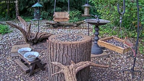 LIVE 24/7 Indiana Birds, Squirrels and Wildlife Feeder Cam