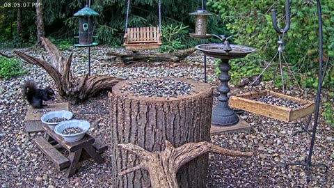 LIVE 24/7 Indiana Birds, Squirrels and Wildlife Feeder Cam