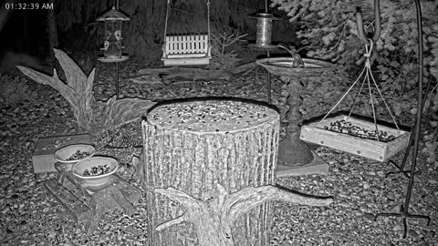 LIVE 24/7 Indiana Birds, Squirrels and Wildlife Feeder Cam