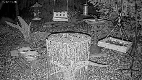 LIVE 24/7 Indiana Birds, Squirrels and Wildlife Feeder Cam
