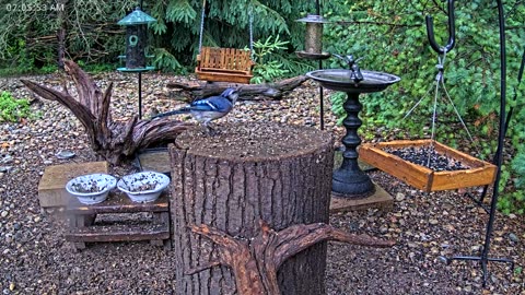 LIVE 24/7 Indiana Birds, Squirrels and Wildlife Feeder Cam