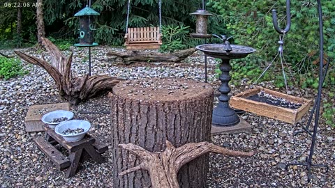 LIVE 24/7 Indiana Birds, Squirrels and Wildlife Feeder Cam