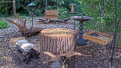 LIVE 24/7 Indiana Birds, Squirrels and Wildlife Feeder Cam