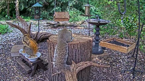 LIVE 24/7 Indiana Birds, Squirrels and Wildlife Feeder Cam