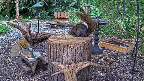 LIVE 24/7 Indiana Birds, Squirrels and Wildlife Feeder Cam