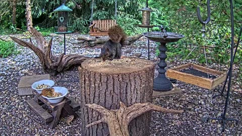 LIVE 24/7 Indiana Birds, Squirrels and Wildlife Feeder Cam