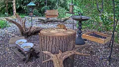 LIVE 24/7 Indiana Birds, Squirrels and Wildlife Feeder Cam