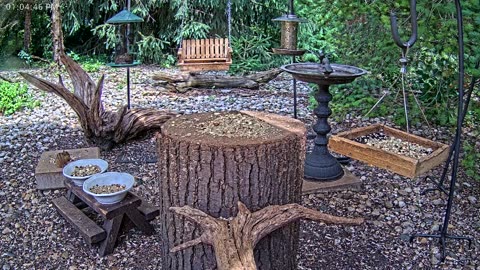 LIVE 24/7 Indiana Birds, Squirrels and Wildlife Feeder Cam