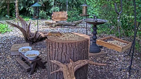 LIVE 24/7 Indiana Birds, Squirrels and Wildlife Feeder Cam