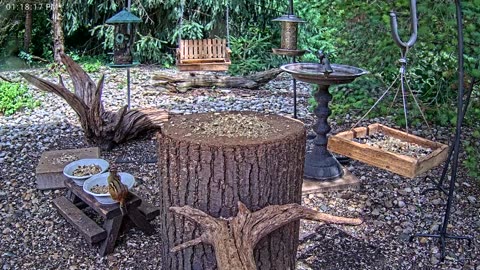 LIVE 24/7 Indiana Birds, Squirrels and Wildlife Feeder Cam