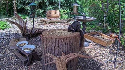 LIVE 24/7 Indiana Birds, Squirrels and Wildlife Feeder Cam