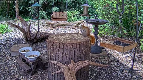 LIVE 24/7 Indiana Birds, Squirrels and Wildlife Feeder Cam