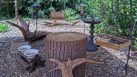 LIVE 24/7 Indiana Birds, Squirrels and Wildlife Feeder Cam