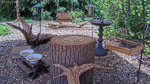 LIVE 24/7 Indiana Birds, Squirrels and Wildlife Feeder Cam