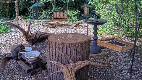 LIVE 24/7 Indiana Birds, Squirrels and Wildlife Feeder Cam
