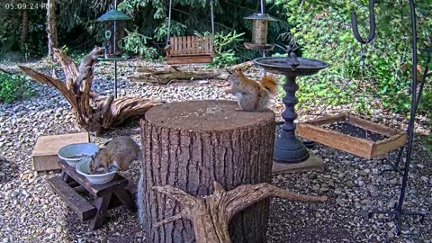LIVE 24/7 Indiana Birds, Squirrels and Wildlife Feeder Cam